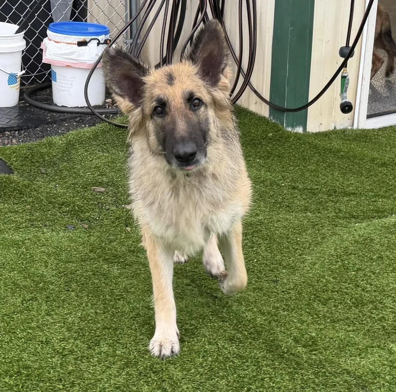 An adult large-sized female German Shepherd Dog dog named Nymaria for adoption in Kutztown, PA