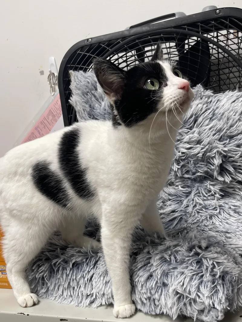An adult medium-sized female Black & White / Tuxedo Turkish Van cat named MaggieRiley Fuzzel Petsmart for adoption in Spring, TX