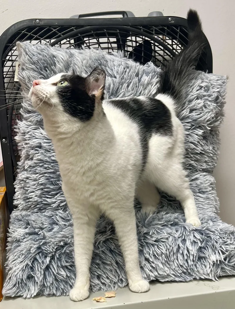 MaggieRiley Fuzzel Petsmart thumbnail 3