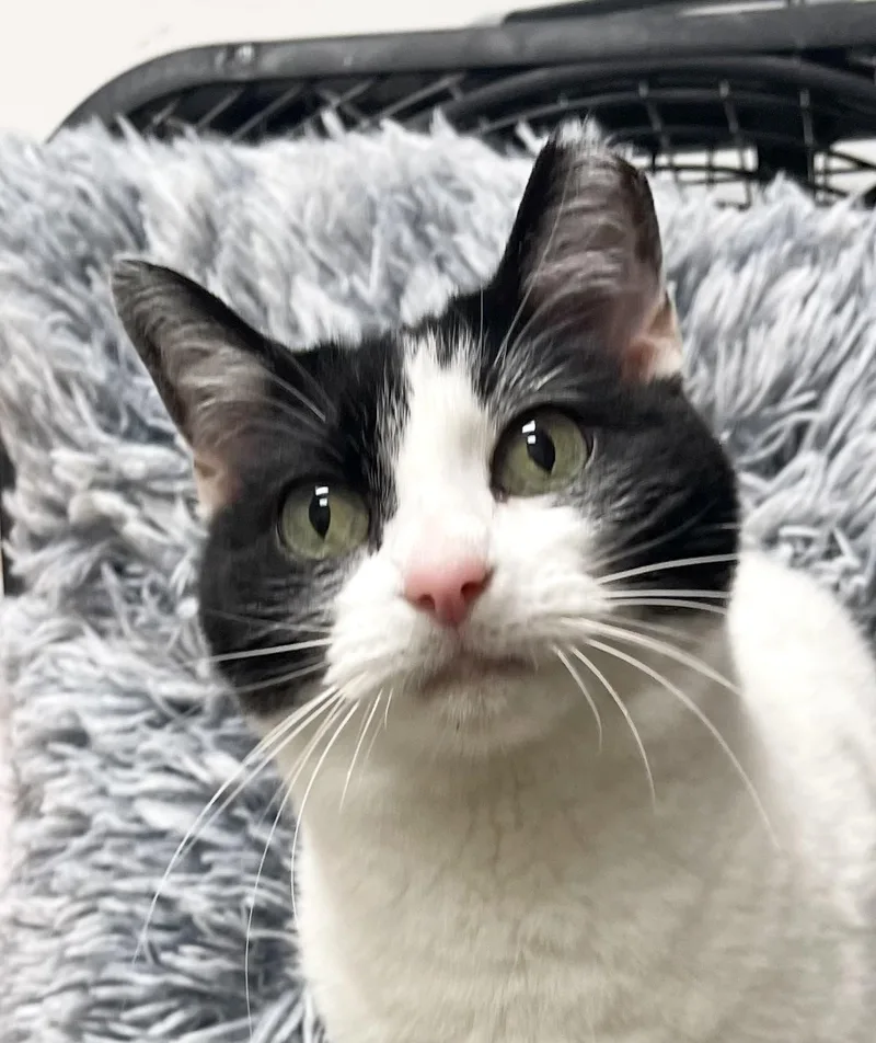 MaggieRiley Fuzzel Petsmart thumbnail 4
