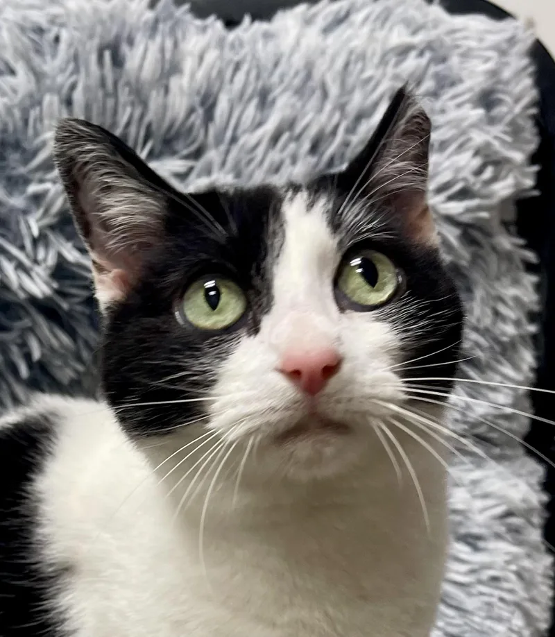 MaggieRiley Fuzzel Petsmart thumbnail 5