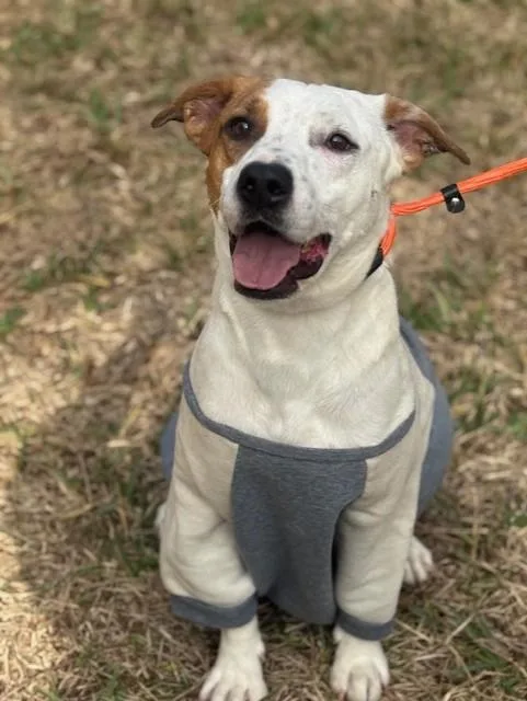 An adult medium-sized male White / Cream Pit Bull Terrier dog named Carter for adoption in Houston, TX