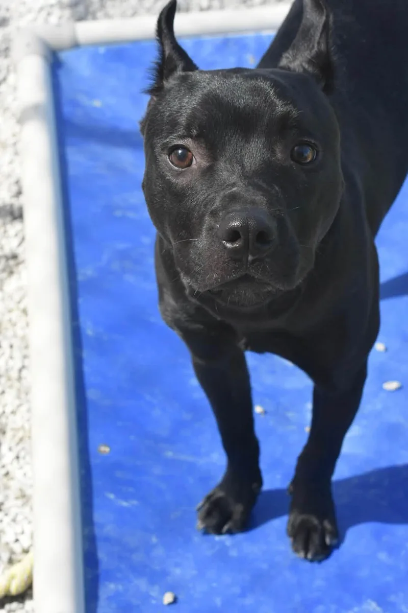A young medium-sized male Mixed Breed dog named Spike for adoption in Bowling Green, OH