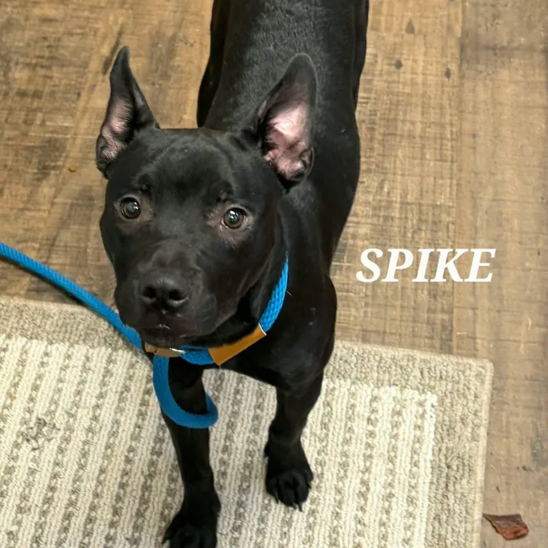 Spike thumbnail 4