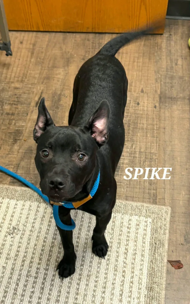 Spike thumbnail 5