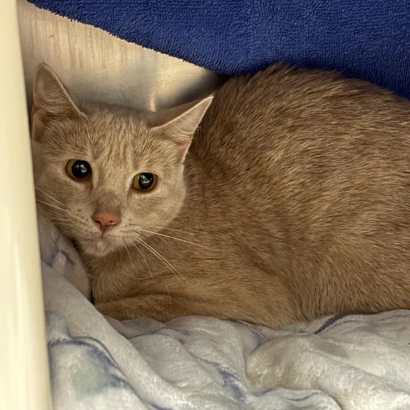 An adult medium-sized female Buff / Tan / Fawn Domestic Short Hair cat named Daisie Mae for adoption in Springfield, MA