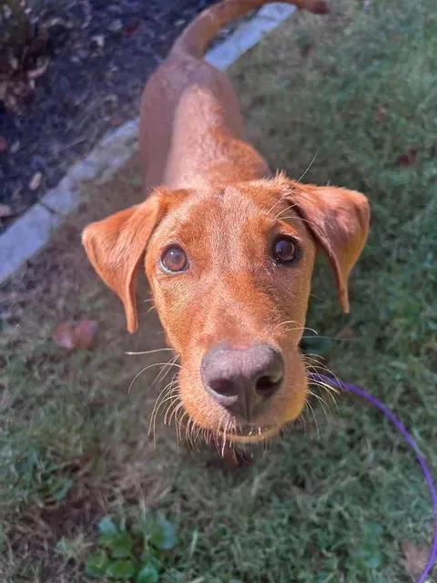 A young medium-sized female Red / Chestnut / Orange Labrador Retriever dog named Luci for adoption in Urbana, IL