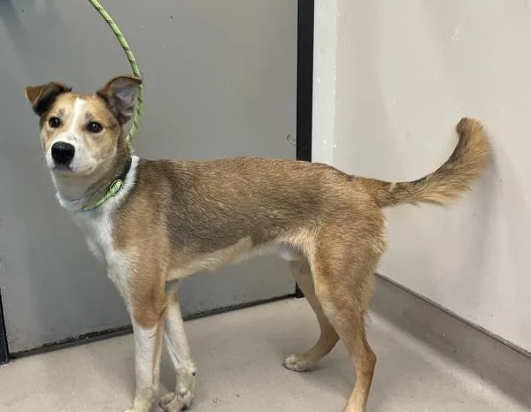 An adult medium-sized male Shepherd dog named Billy for adoption in El Cajon, CA