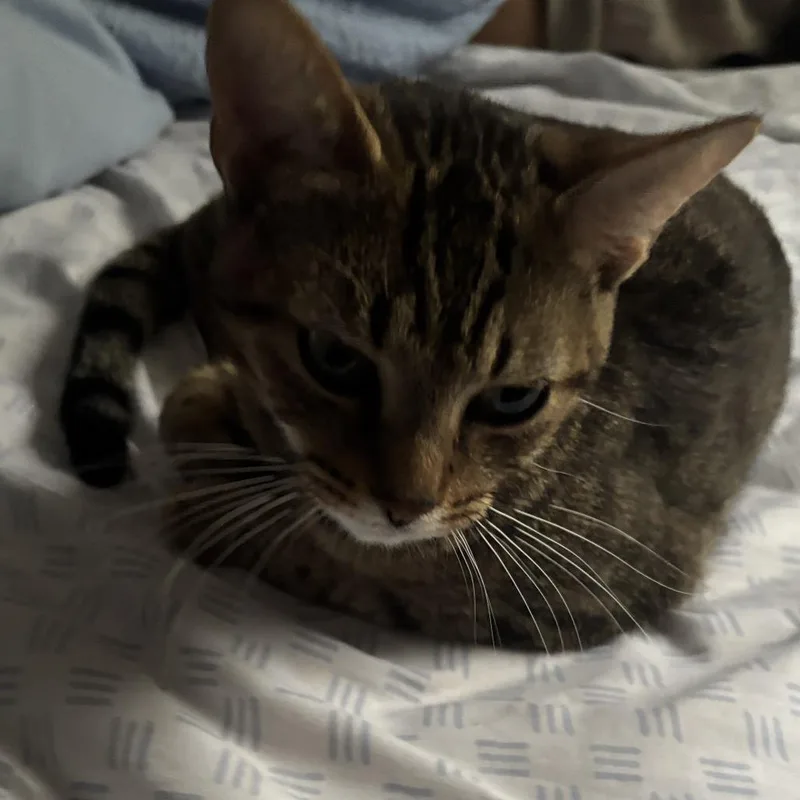 An adult large-sized female Domestic Short Hair cat named Nova for adoption in West Palm Beach, FL