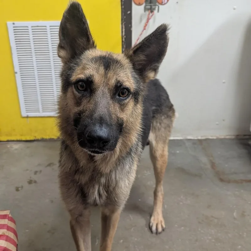 An adult large-sized male Black Shepherd dog named Worshirechester for adoption in Bryan, TX