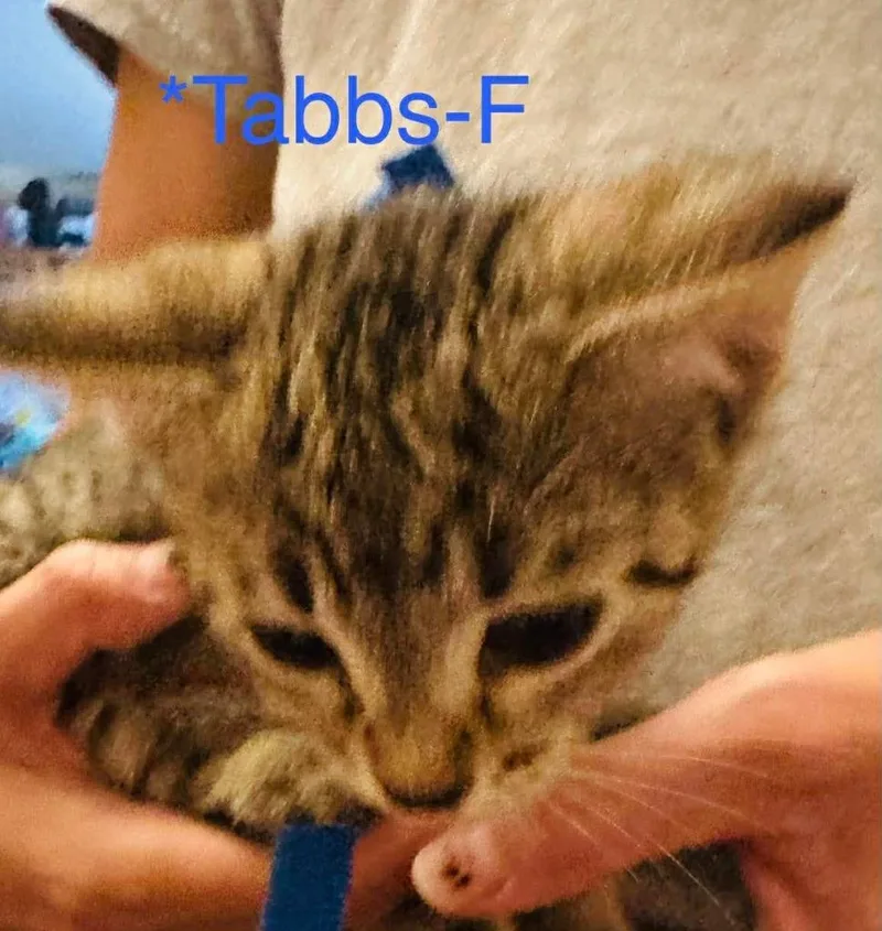 Tabbs thumbnail 2