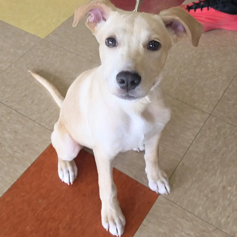 A baby medium-sized male Husky dog named Bowie for adoption in East Peoria, IL