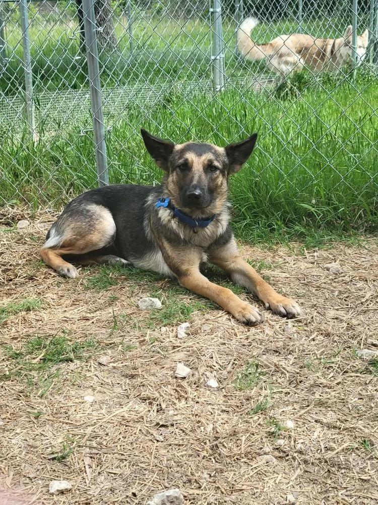 A young medium-sized female Brown / Chocolate German Shepherd Dog dog named Andi for adoption in Hutto, TX