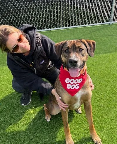 An adult medium-sized male Brown / Chocolate Shepherd dog named Rudy for adoption in Long Beach, NY