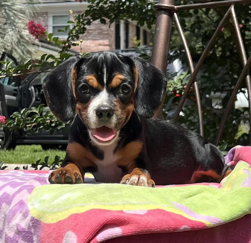 Wilma