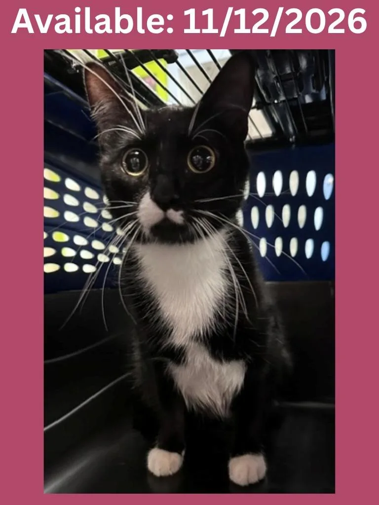 A young medium-sized female Domestic Short Hair cat named Cat Condo for adoption in Greenville, TX