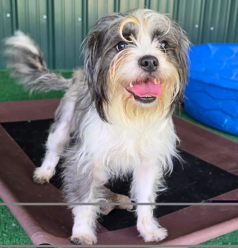 An adult small-sized female Shih Tzu dog named York for adoption in Roanoke, VA
