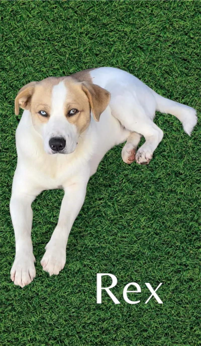 An adult medium-sized male Labrador Retriever dog named Rex for adoption in Tyler, TX