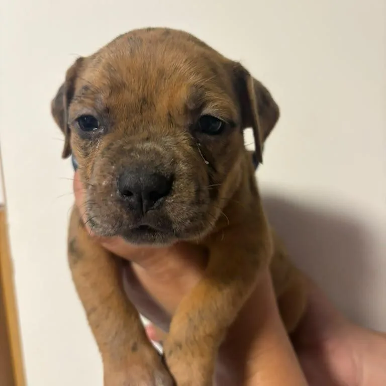 A baby small-sized female Catahoula Leopard Dog dog named Sleepy for adoption in Merritt Island, FL