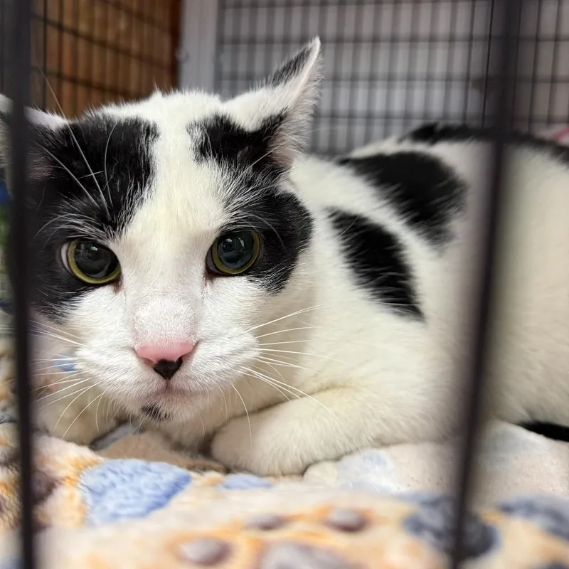 An adult medium-sized female Domestic Short Hair cat named Selena for adoption in Ewing, NJ