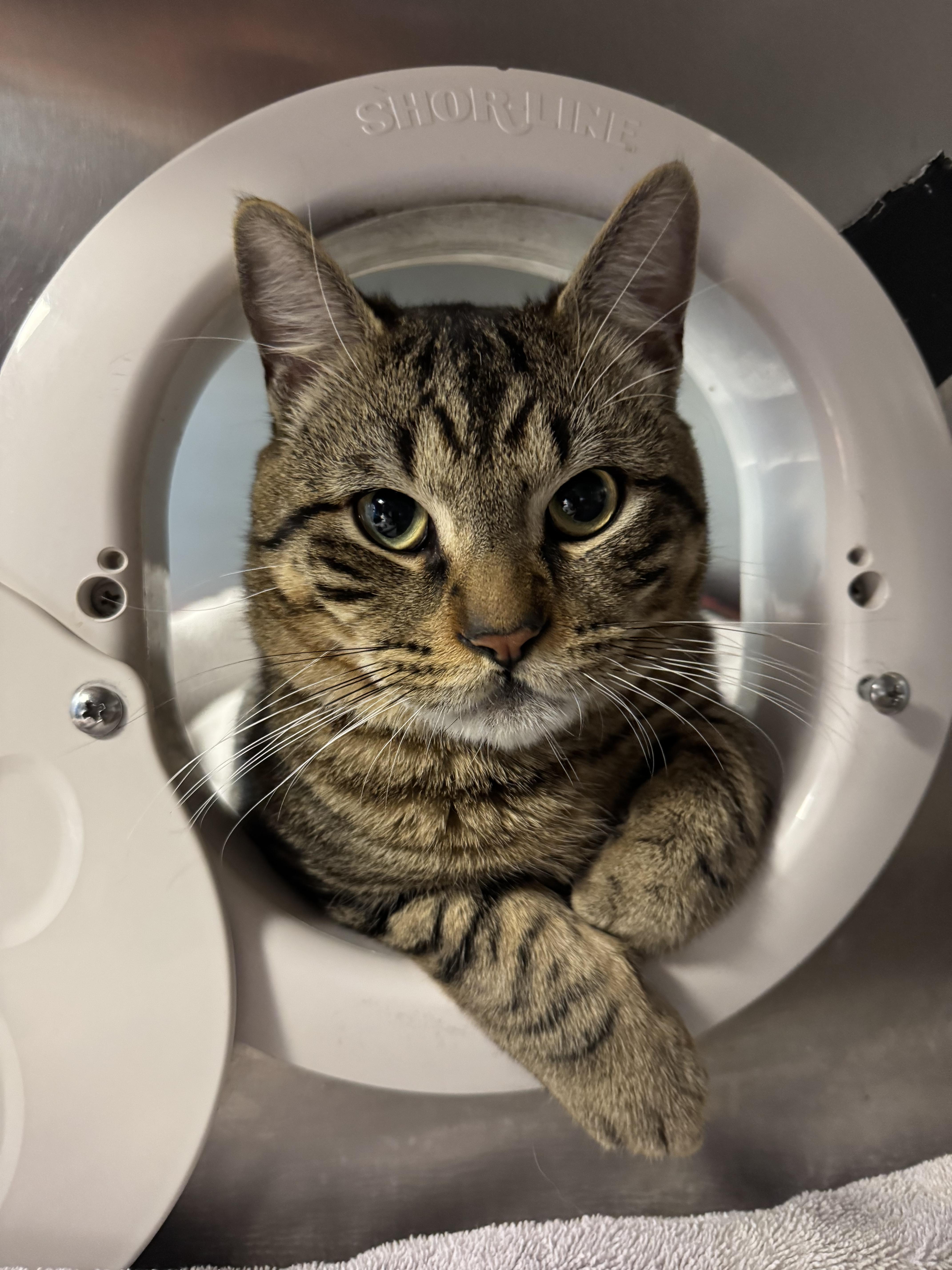 A young medium-sized male Domestic Short Hair cat named Pugsley for adoption in Reisterstown, MD