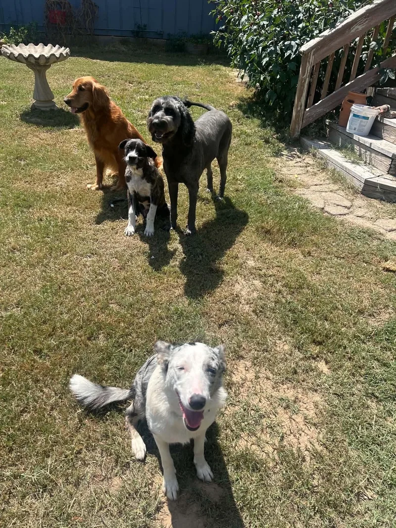 A young large-sized female Catahoula Leopard Dog dog named Suzy Q for adoption in New Baltimore, MI