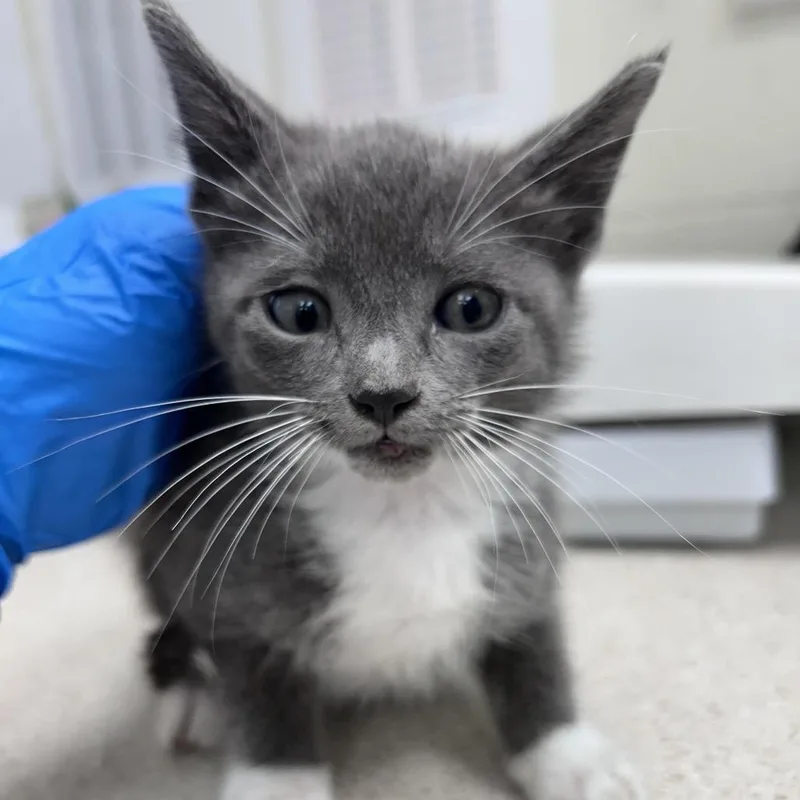 A baby small-sized male Gray / Blue / Silver Domestic Short Hair cat named Dorian for adoption in Bastrop, TX
