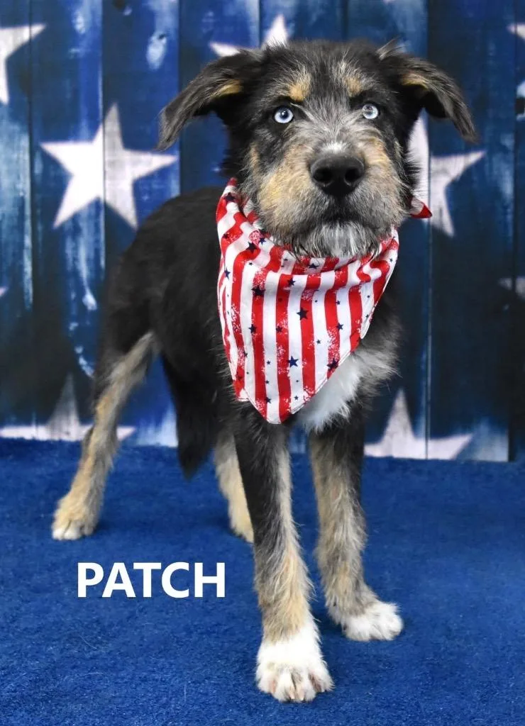 A young medium-sized male Airedale Terrier dog named Patch for adoption in Gilbert, AZ