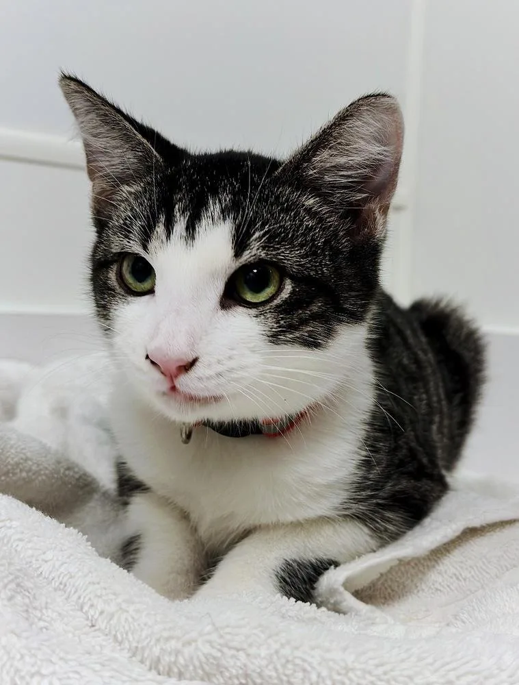 A baby small-sized male Brown / Chocolate Domestic Short Hair cat named Moe for adoption in Deland, FL