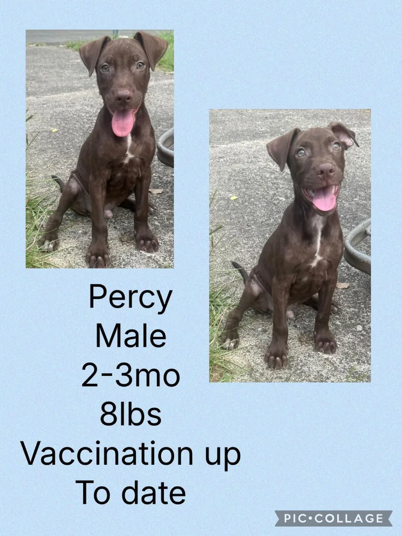 Percy