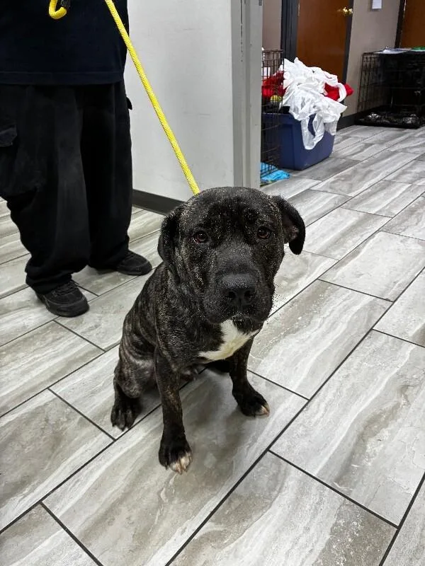 An adult medium-sized male Brindle Cane Corso dog named Cecil for adoption in Mobile, AL