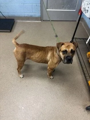 An adult large-sized female Mixed Breed dog named Ashveil for adoption in Chamblee, GA