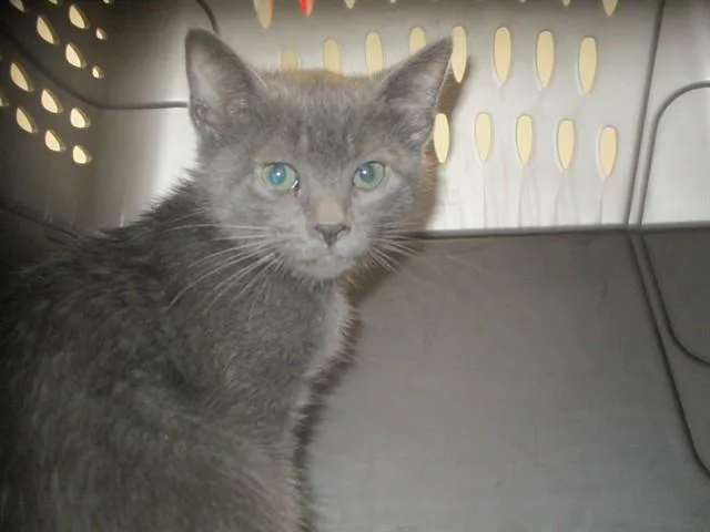 A baby small-sized male Domestic Short Hair cat named Ash for adoption in Ocala, FL