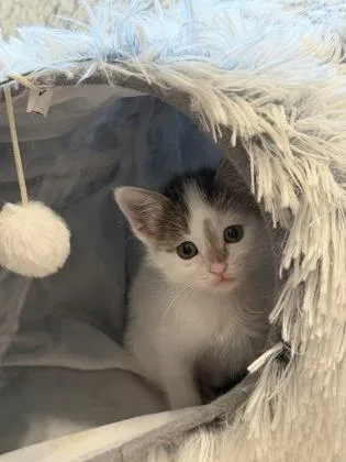 A baby small-sized female Domestic Short Hair cat named Miel for adoption in Fort Worth, TX