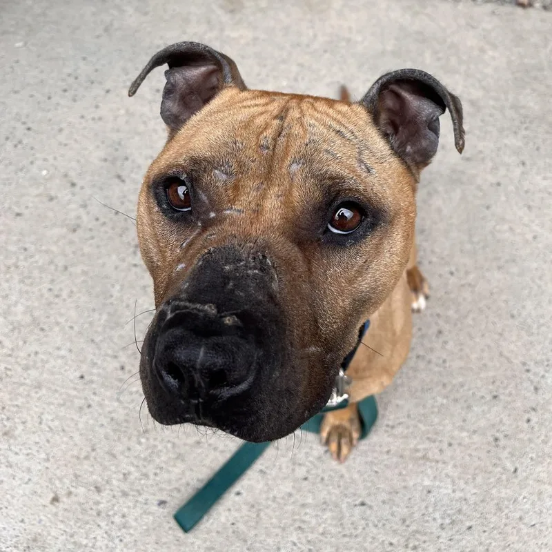 An adult medium-sized male Yellow / Tan / Blond / Fawn Mixed Breed dog named Cue for adoption in Fairport, NY