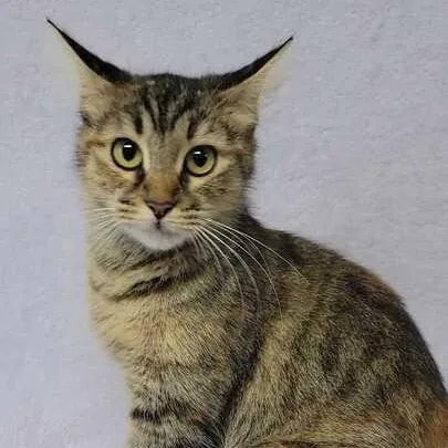 An adult medium-sized female Torbie Domestic Medium Hair cat named Eden for adoption in Valdosta, GA
