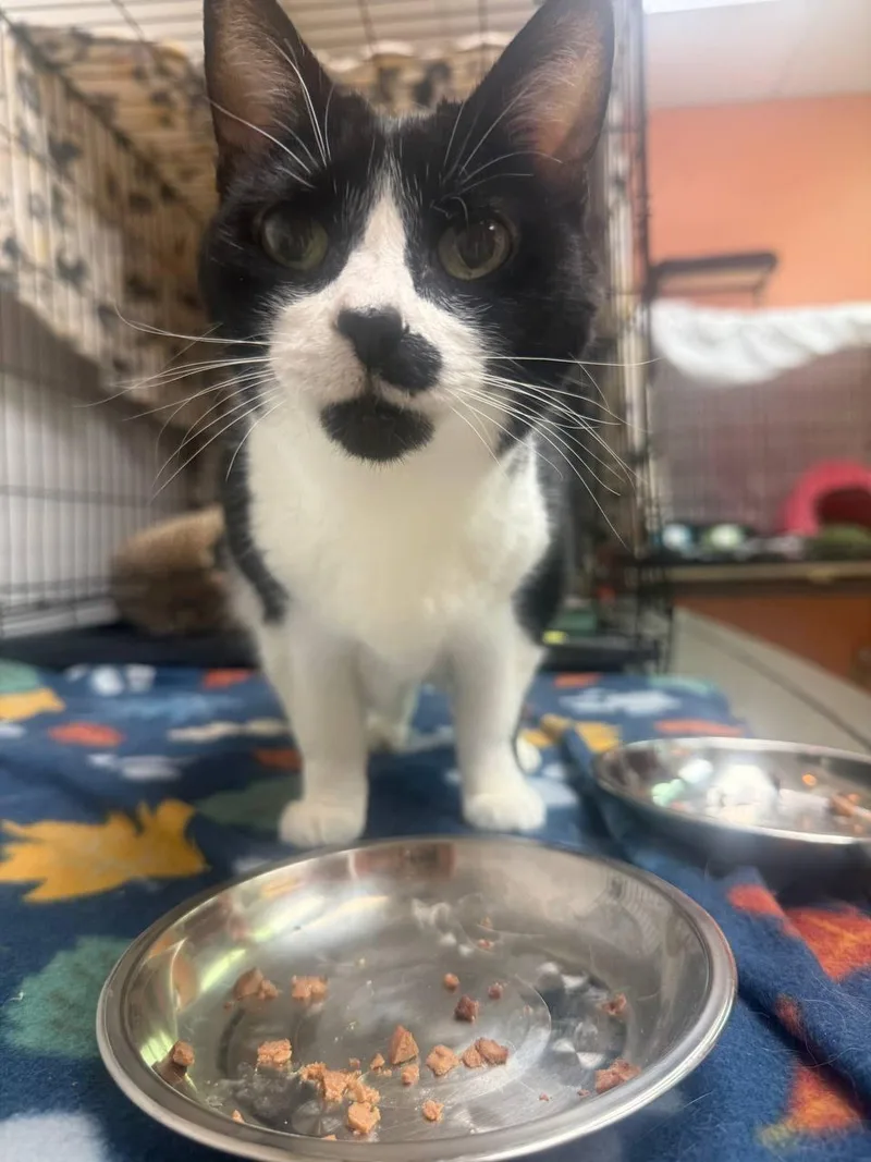An adult medium-sized female Black & White / Tuxedo Domestic Short Hair cat named Toto for adoption in Hartville, OH