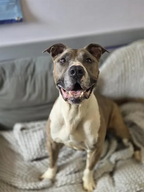 An adult medium-sized female Pit Bull Terrier dog named Bailey for adoption in Fort Walton Beach, FL