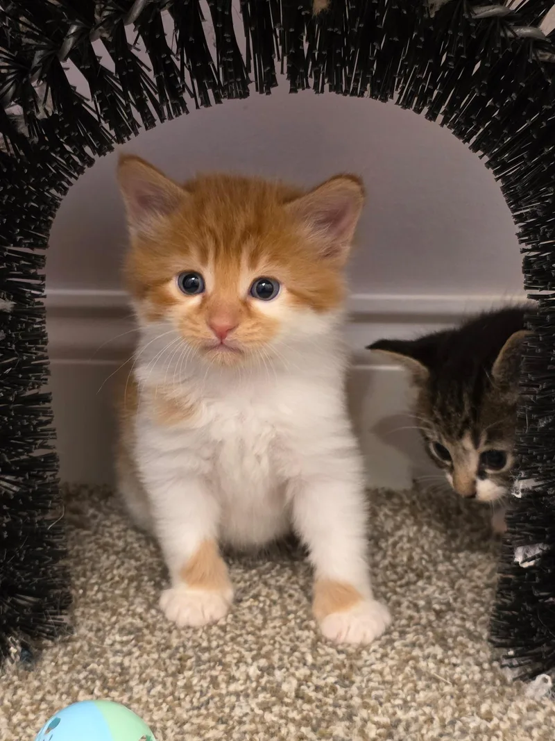 A baby medium-sized female Orange & White Domestic Short Hair cat named Mozzarella & Pepperoni for adoption in Manchester, CT