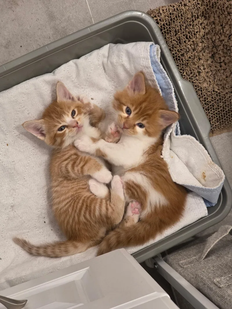 Mozzarella & Pepperoni thumbnail 2