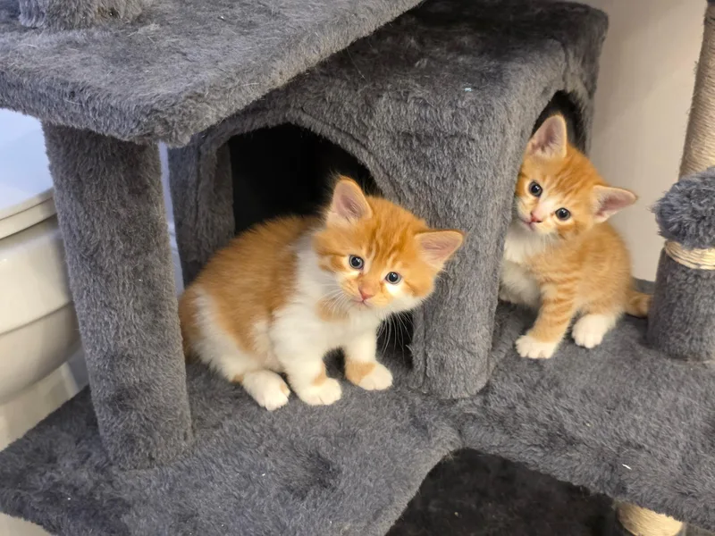 Mozzarella & Pepperoni thumbnail 4