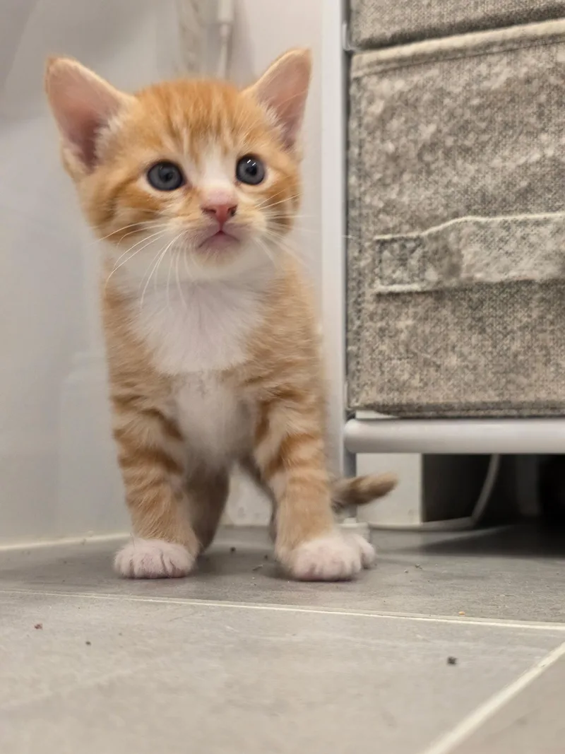 Mozzarella & Pepperoni thumbnail 5