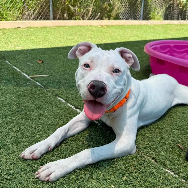 A young medium-sized male White / Cream Pit Bull Terrier dog named Doodie for adoption in Galveston, TX
