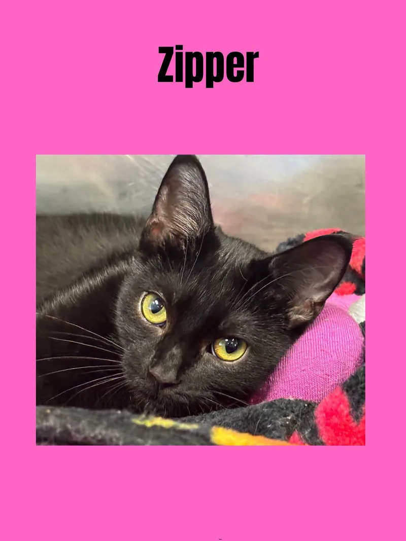 A young small-sized female Black Domestic Short Hair cat named Zipper for adoption in Ravenna, OH