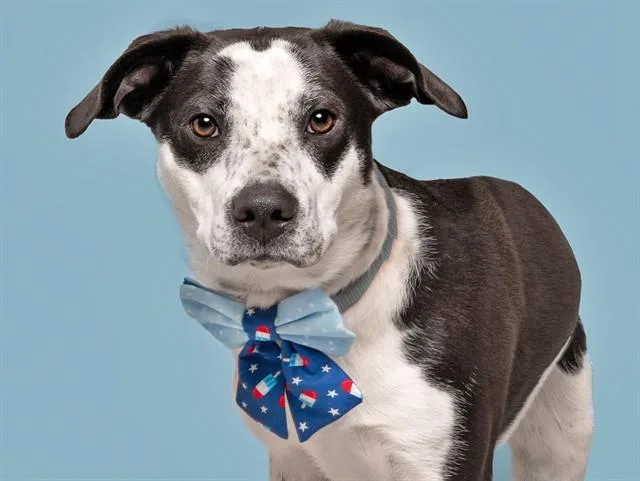 A young large-sized male Terrier dog named Snoopy for adoption in Saint Louis, MO