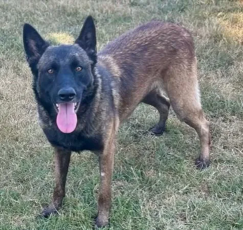 An adult medium-sized female Belgian Shepherd / Malinois dog named Skylar for adoption in Riverside, CA