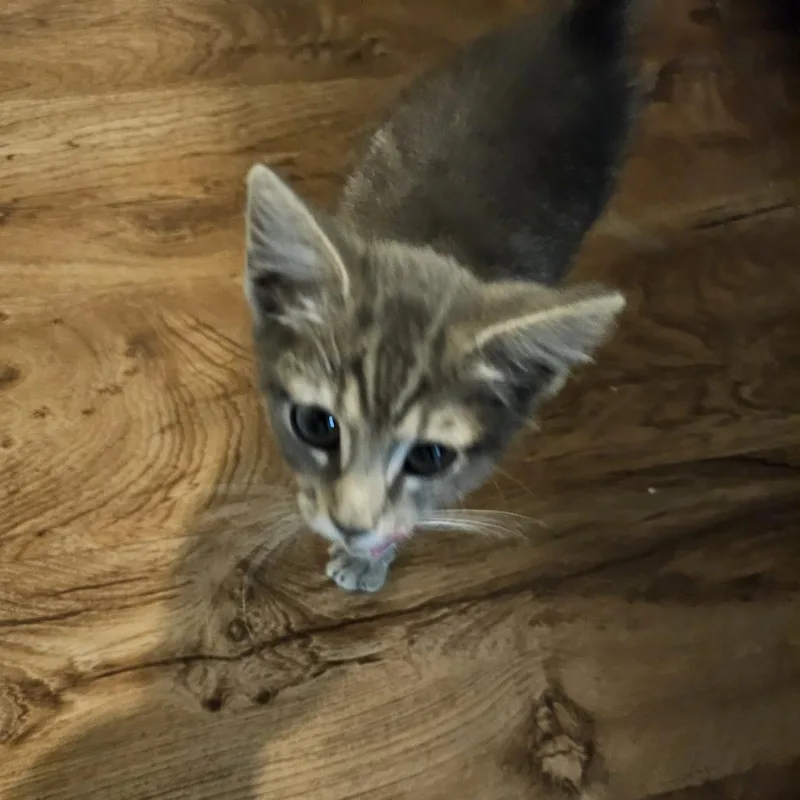 A baby small-sized male Gray / Blue / Silver Domestic Short Hair cat named Kawi for adoption in Greensboro, NC