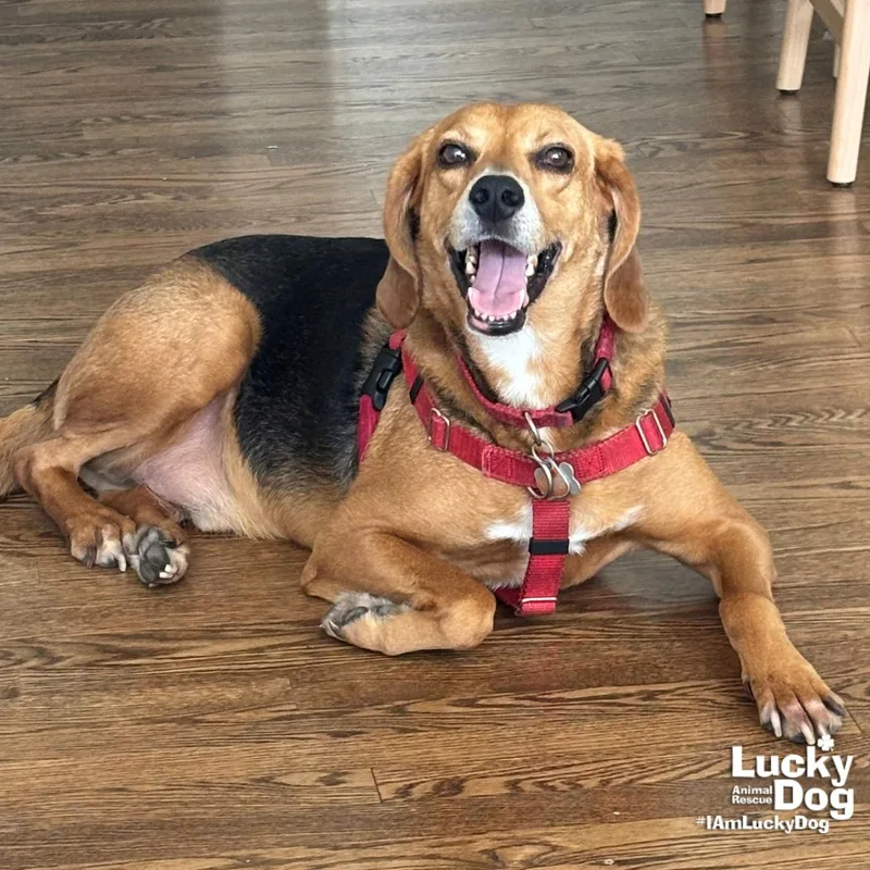 A young medium-sized male Shepherd dog named Mr. Parker for adoption in Washington, DC