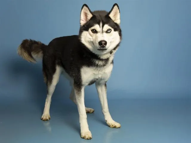 A young large-sized female Husky dog named Moon for adoption in Phoenix, AZ