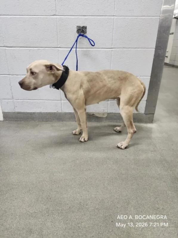 A young medium-sized female Staffordshire Bull Terrier dog named Nala for adoption in Houston, TX
